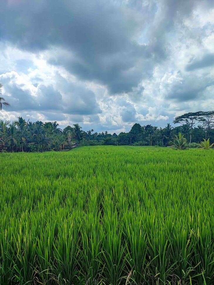 Una risaia Vicino Ubud