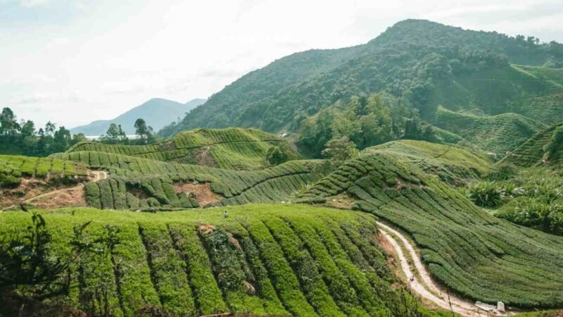 Vista sulle colline delle Cameron Highlands