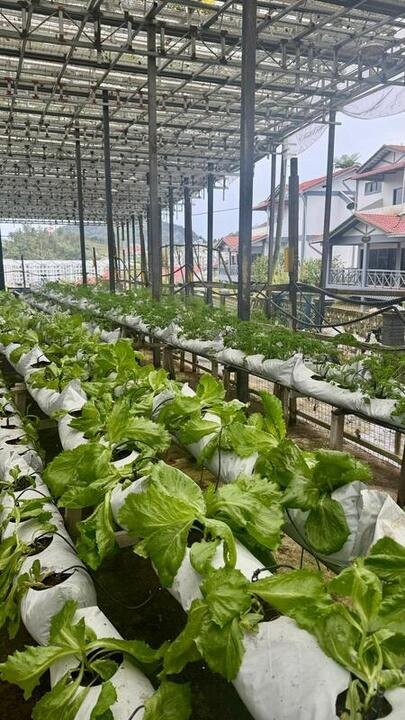 interno di una fattoria di Fragole alle Cameron