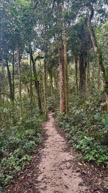 Un sentiero alle Cameron Highlands